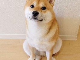 萨摩能长几个月：揭秘萨摩耶犬的生长周期