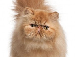 几个月的猫可以剪指甲