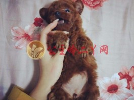 猫咪怎么麻醉：安全麻醉指南与步骤