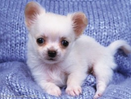 一个月萨摩耶犬：成长指南与护理要点