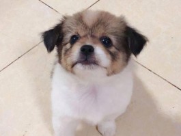 三个月狗狗会有狂犬病？真相揭秘与预防措施