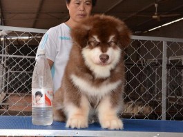 怀孕几个月会生产：揭开孕期时间的秘密