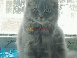 两个月大的狗狗吃什么？营养均衡是关键