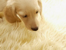 狗三个月：幼犬成长的关键时期指南