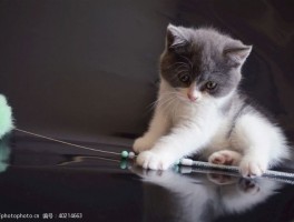 猫咪坐车一直叫：解决妙招与注意事项