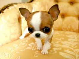 小猫几个月可以做绝育？——宠物医生的专业建议