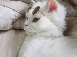 狗狗吃饭：营养均衡的重要性