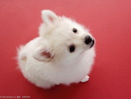4个月昆明犬：健康成长的关键阶段指南