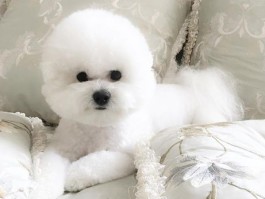 6个月雪纳瑞：健康成长的关键时期