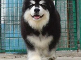 两个月的泰迪好养活吗？新手养犬指南
