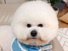 猫咪皮肤真菌感染症状：如何识别与治疗