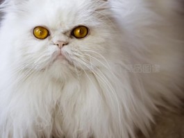 狗狗摇尾巴：解读宠物的情感密码