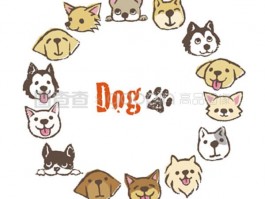 比熊几个月长大？揭秘比熊犬的生长发育过程
