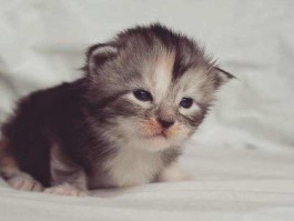 三个月阿拉吃多少：幼犬营养与健康指南