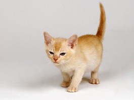 猫咪吃苹果：探索猫咪的饮食习惯