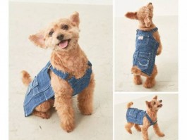 四个月的比熊犬怎么喂养：全面指南
