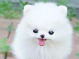 猫咪宠物医生：守护猫咪健康的贴心伴侣