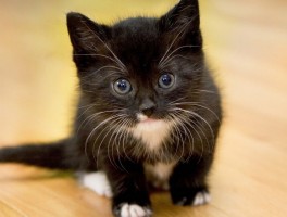 猫咪有耳螨怎么清理 - 宠物医生专业指南