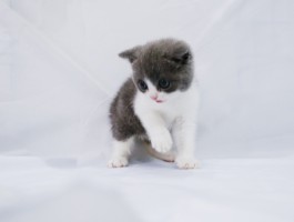 猫怀孕一个月的症状：如何识别与照顾