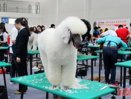狗狗流白色鼻涕：原因与应对措施