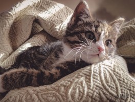 5个月的猫多少斤：猫咪成长体重指南