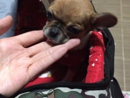 法斗五个月标准：健康成长的关键指南
