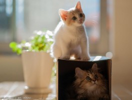 猫咪不晒太阳会怎么样
