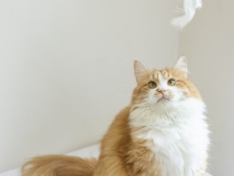 狗狗的特点
