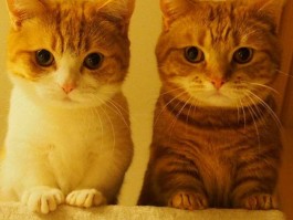 猫咪多大开始发情