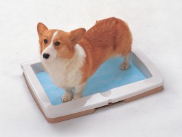 比熊几个月可以美容？揭秘比熊犬的美容时间与技巧