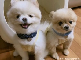 博美几个月立耳：了解博美犬立耳时间与护理要点
