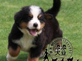狗狗在哪里买：挑选健康宠物的最佳途径