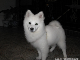 怎么分辨猫猫几个月？