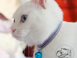 猫咪后腿脱臼症状：及时发现与处理