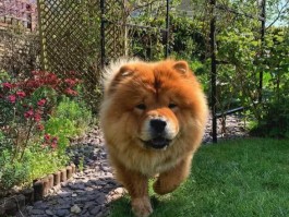 三个月大的哈士奇怎么养：新手养犬攻略