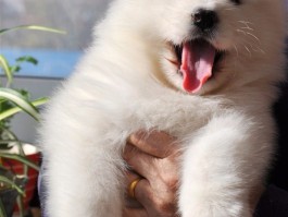 猫咪臼齿脱落：原因、症状与应对策略
