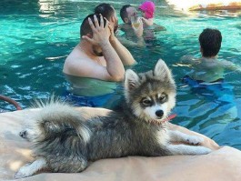 灰泰迪几个月全部变灰：揭秘泰迪犬毛色变化过程
