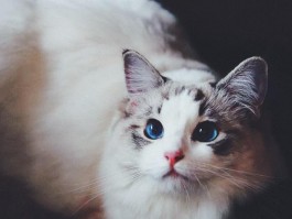 猫咪耳朵发烫发红：原因与应对策略