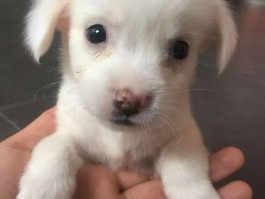 狗狗几个月开始换犬牙