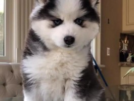 金毛犬4个月：成长关键期的养护指南
