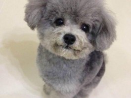 胖猫什么原因分手？揭秘背后的真相