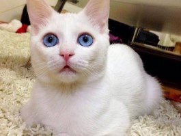 昆明犬2个月幼犬：健康成长指南