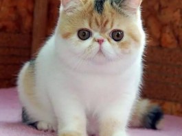 3个月的小猫吃什么：营养均衡的饮食建议