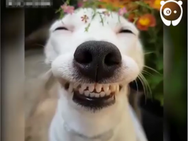 狗狗肺水肿有哪些症状