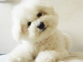 3个月泰迪体型对照表：了解泰迪犬成长标准