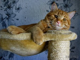 猫咪鼻塞怎么办：宠物医生的专业建议