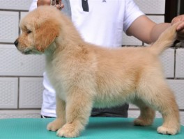 暹罗猫几个月可以洗澡？揭开猫咪洗澡的神秘面纱
