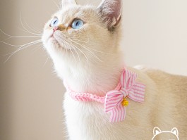 猫咪怎么除蚤：有效方法与全面指南