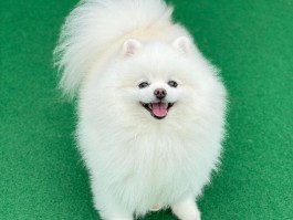 宠物狗眼屎多是什么原因