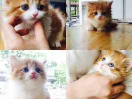猫咪倒刺：常见问题与解决方法